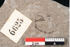 Foto (Detailansicht) von Puccinites zosterae Ettingshausen (NHMW-GEO-2024-0188-6625)